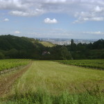 Hiking through Vienna's vineyards with view of city in background