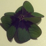 Four Leaf Clover