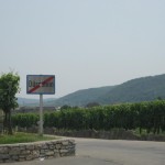 Leaving Dürnstein, Biking through vineyards up Danube to Krems