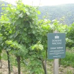 Grüner Veltlener Grapes in Vineyards in Danube River Valley, Dürnstein