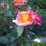 Roses in Volksgarten - Vienna, Austria