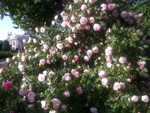 Pink Roses in Volksgarten