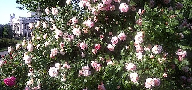 Pink Roses in Volksgarten