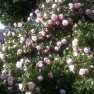 Pink Roses in Volksgarten