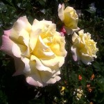 Yellow Roses in Vienna's Volksgarten