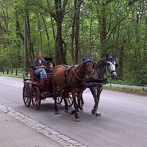 Horse and carriage in Prater