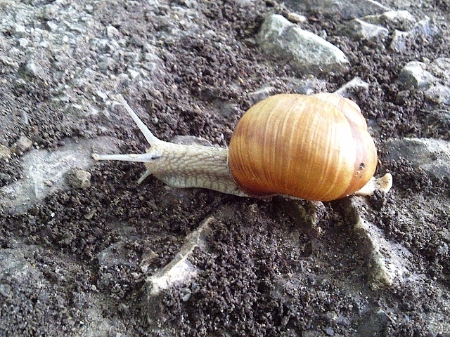 Snail in Prater