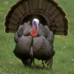 Thanksgiving turkey beauty