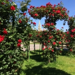 Red rose bush in Volksgarten in June