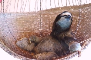 Buttercup, Sloth, Sloth Sanctuary