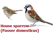 House sparrow (Spatz)