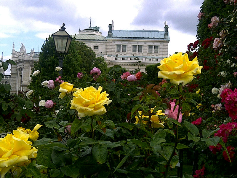 vienna rose pics vienna rose pics