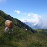 Cow grazing on Alpine meadow in Alpbach, Austria