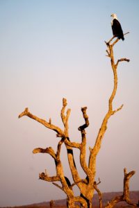 Eagle in Tree