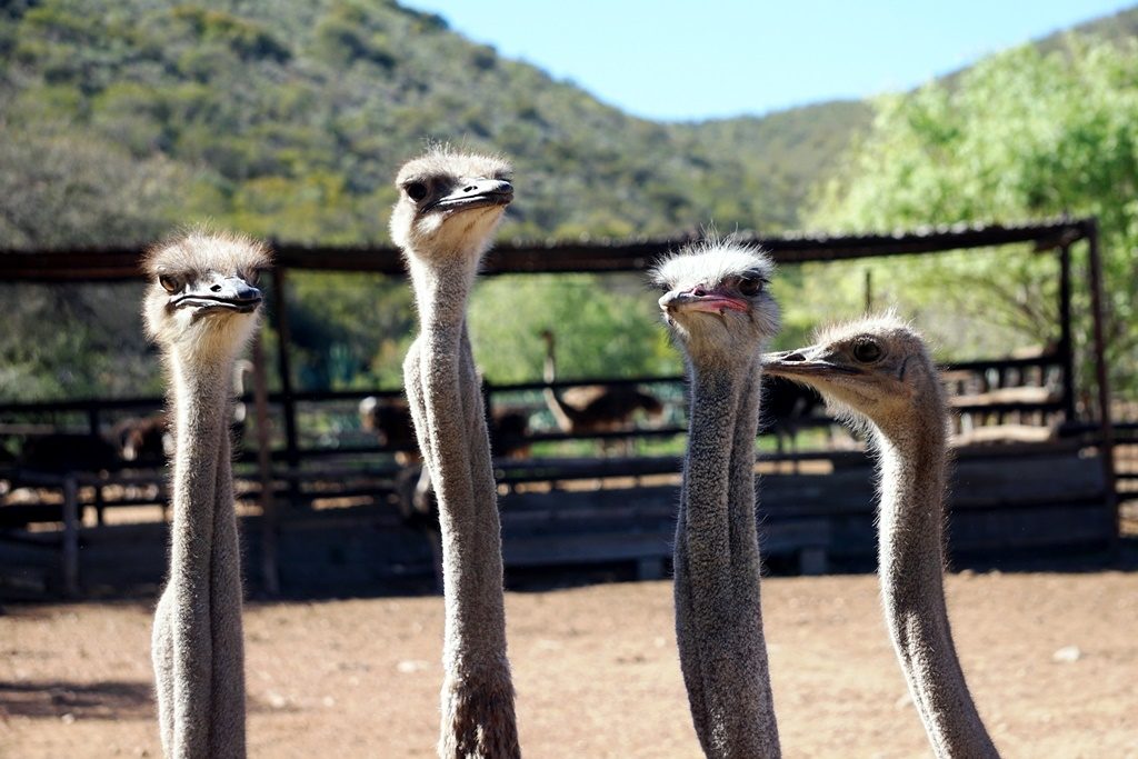 2018, Year of the Ostrich, ostriches, South Africa